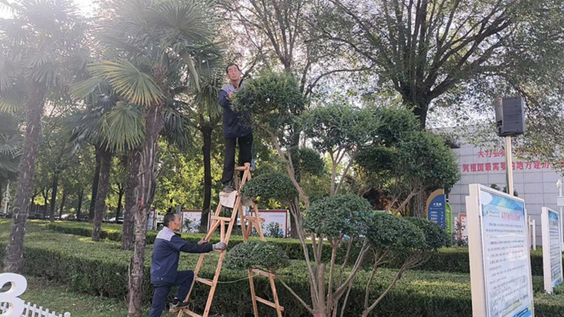 绿植修剪